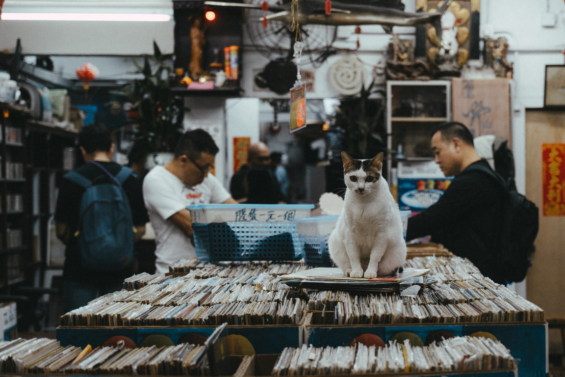 投稿作品 買唱片，先過本喵這關